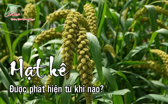 Hạt kê được phát hiện ra từ khi nào?